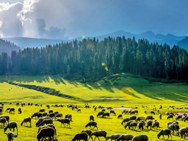 Urbania Tempo Traveller Srinagar